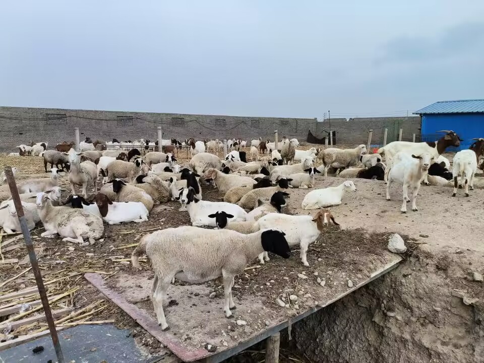 乡村养殖什么最可靠最赚钱,养殖什么经营模式最赚钱