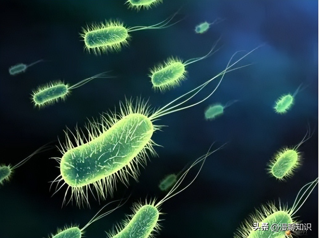 细菌感染会影响体内胰岛素吗,植物乳杆菌会对人体有影响吗