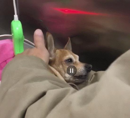 怎么通过狗狗的便便辨别健康状况,狗狗健康的便便长什么样