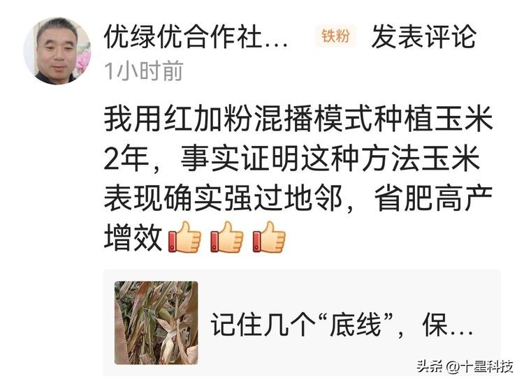 安保丰®京科627:黄淮海的夏玉米,可以随意对比