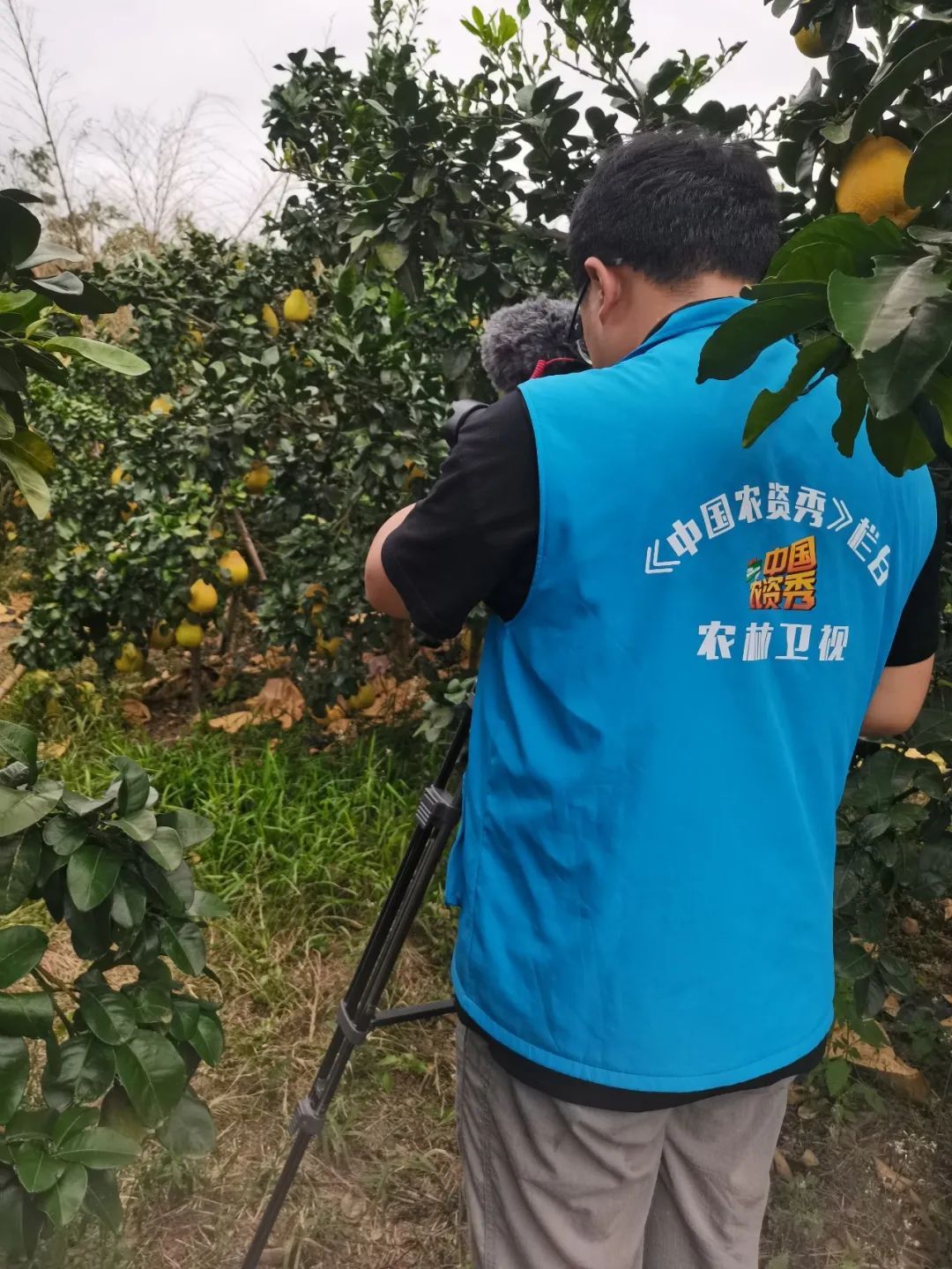 中海化学“增值沃土粮安中国万里行”||旱涝之年“柚”见丰收