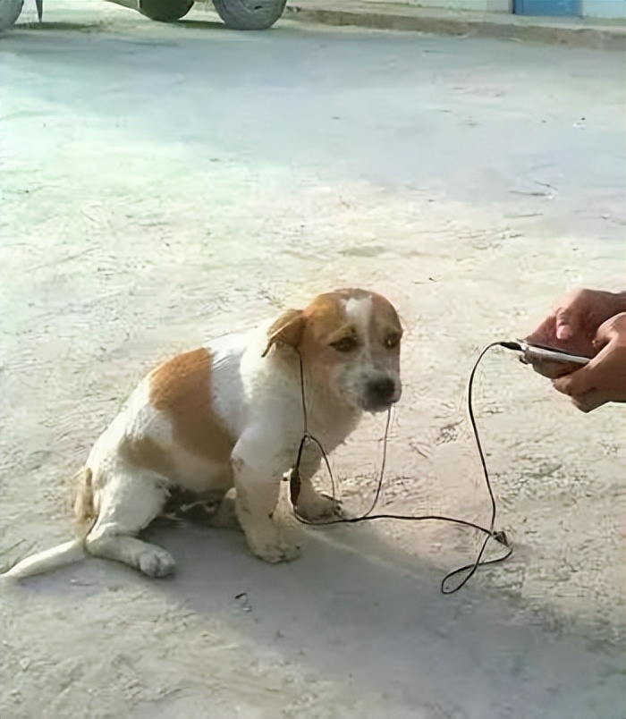 山寨原道耳机,9.9元耳机听哭