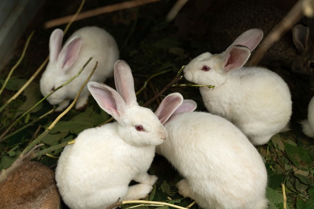 五十岁适合在家做什么养殖,在农村搞养殖养什么比较好