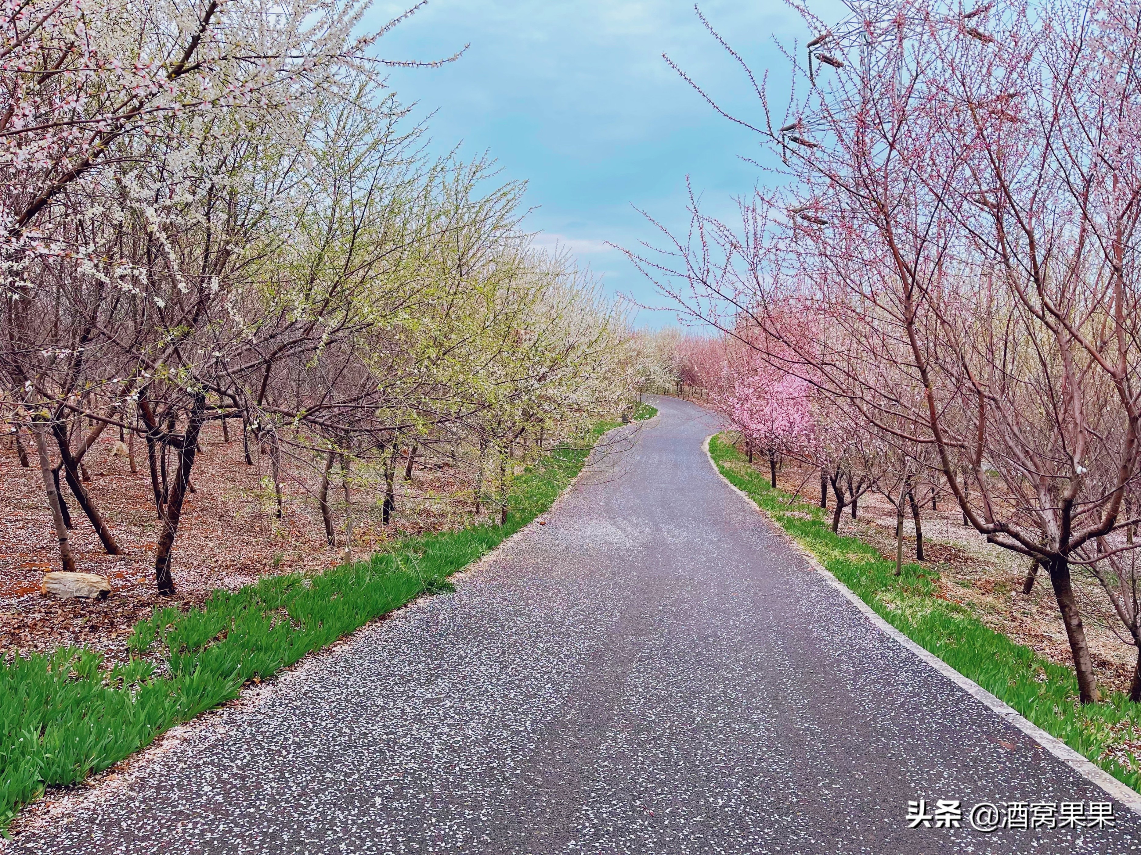 大连湾体育公园，十里桃花，不要门票停车免费还可露营遛娃