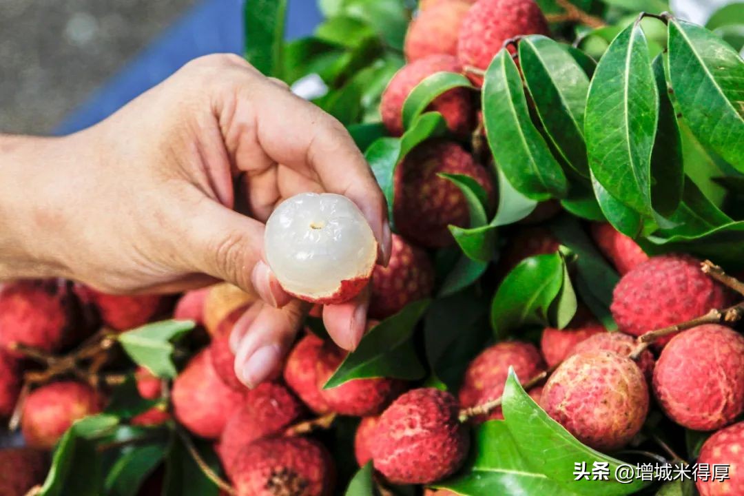 增城有什么自然风光和特产,增城著名的特色文化有哪些