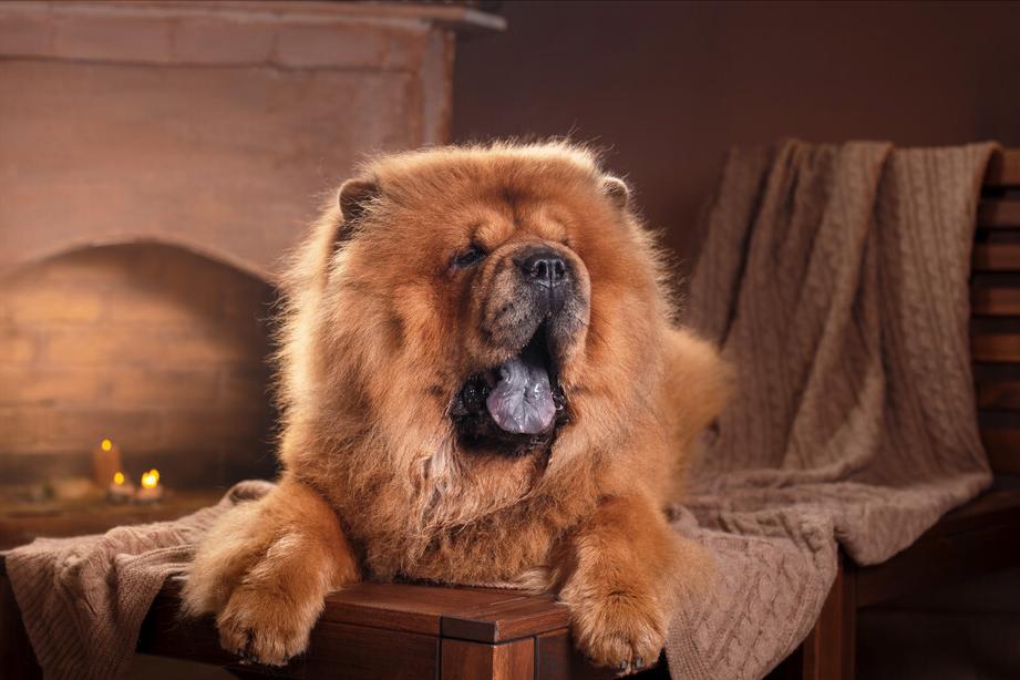 松狮犬的优点和缺点有哪些,土松狮犬优缺点