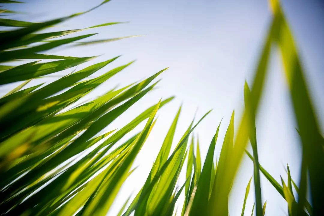 史上写草最绝的一首词，全词62字，没有一个草字，却句句是草