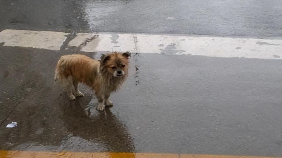 仰头喝水流浪狗被收养,流浪狗被捡回来养