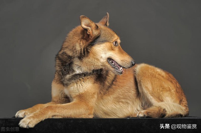 给狗狗立耳怎么立的,有什么办法可以帮助狗狗立耳