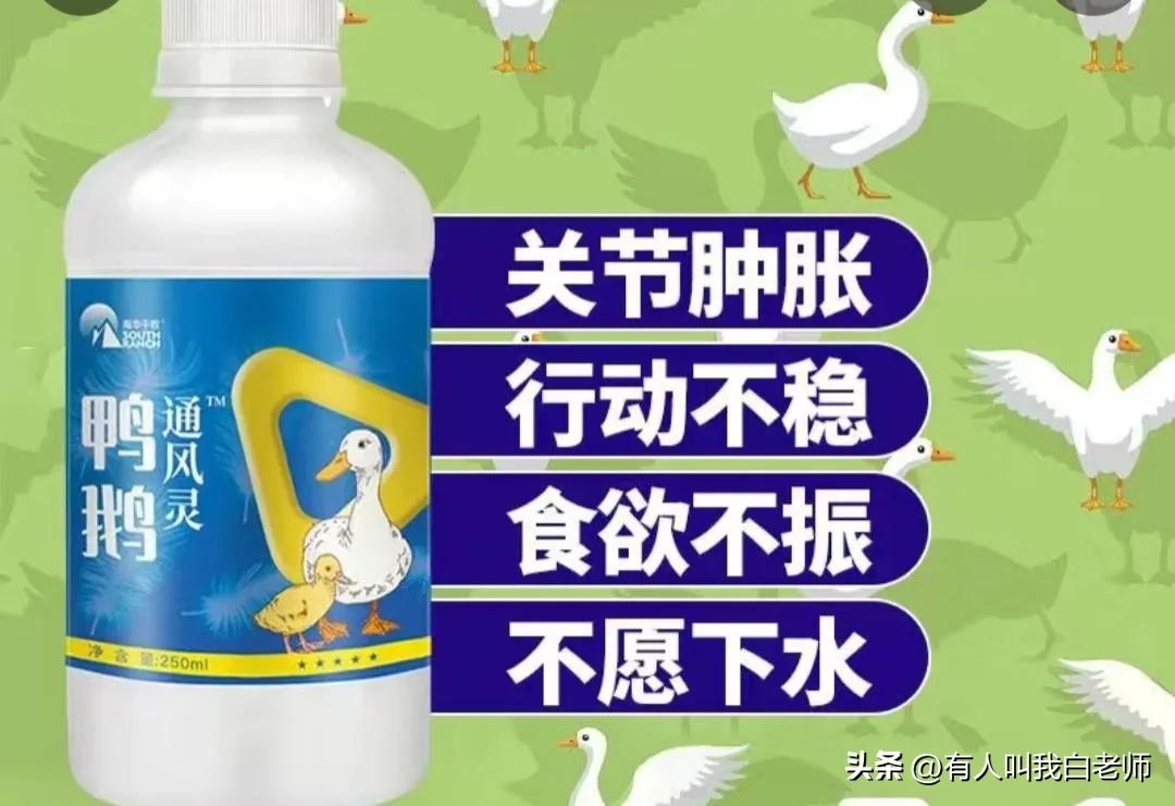 在城里养鸡养鸭,养鸭小孩