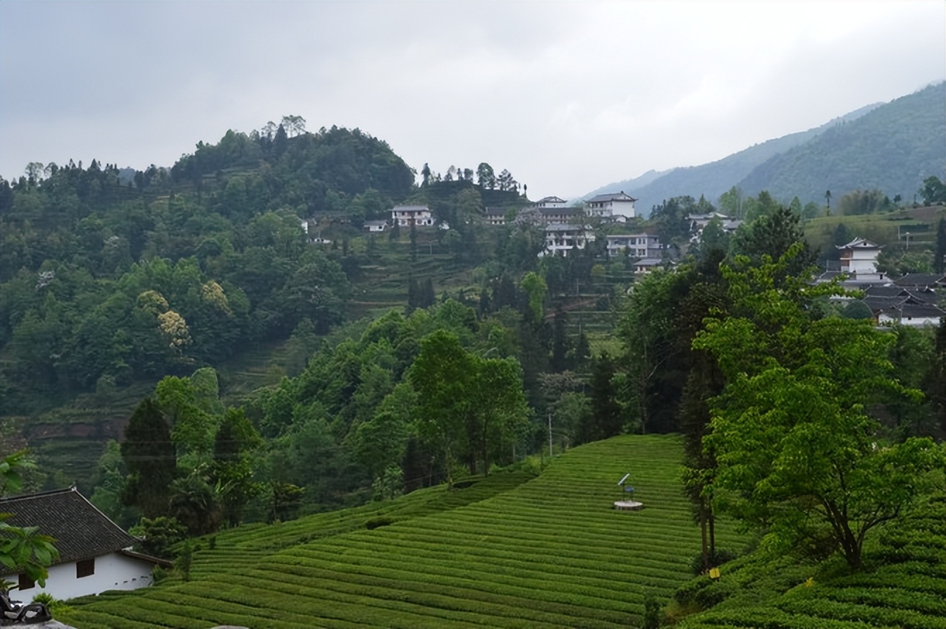 大城武汉,小城恩施——绿油油的伍家台