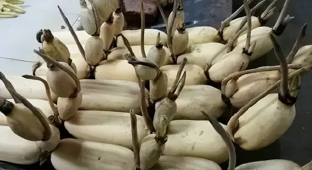 人参怎么吃能补气血虚,健康科普人参这样吃效果更好