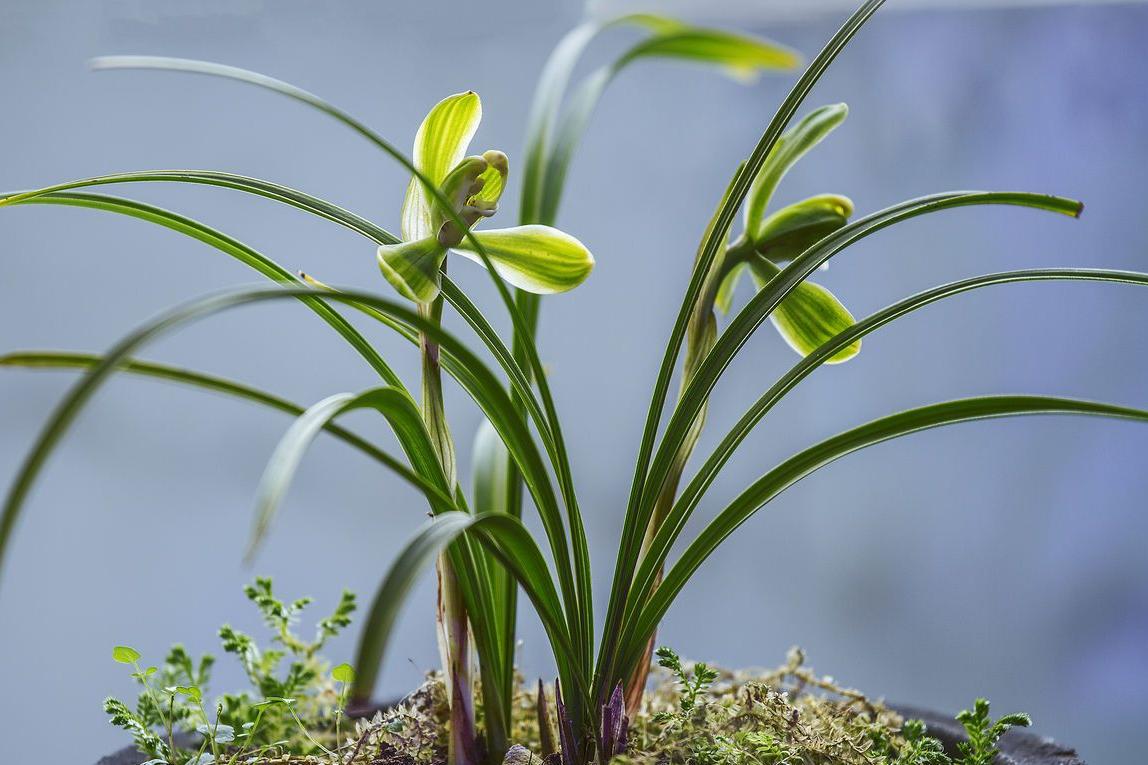 南宋张炎咏雁的词,南宋张炎