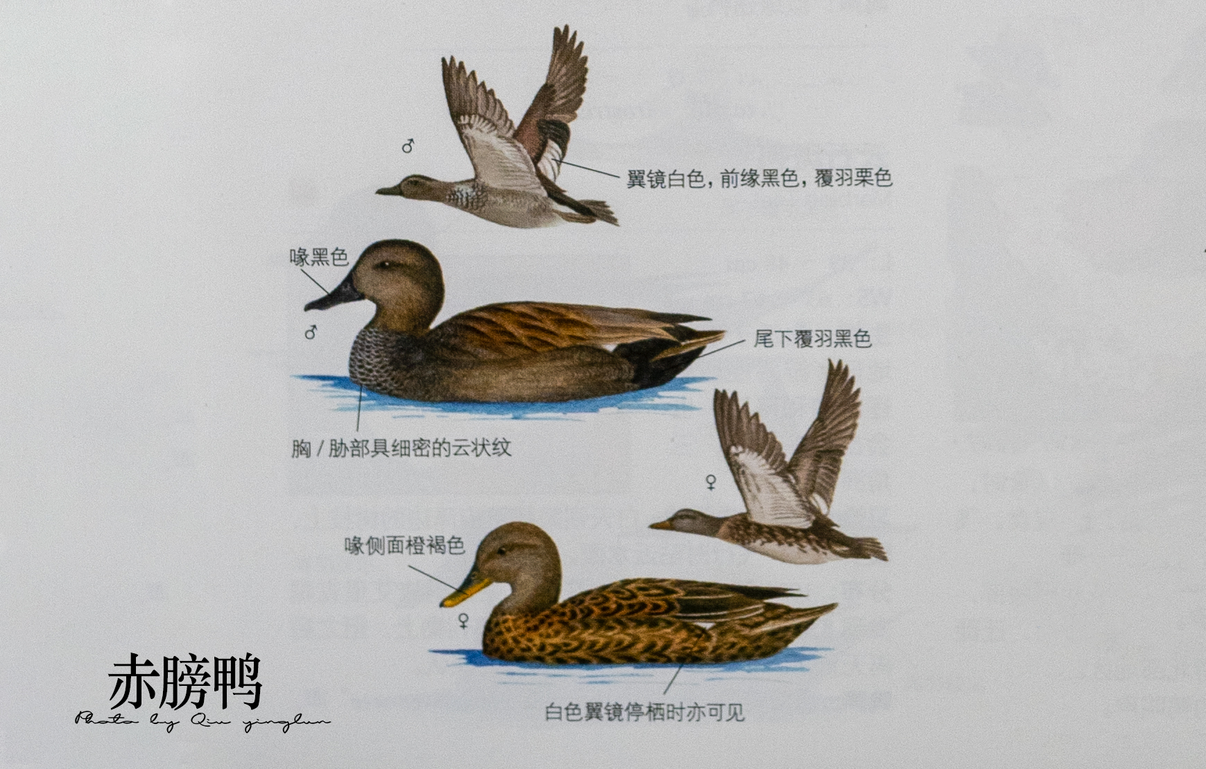 涓滄睙鎻借儨,涓滄睙鎻借儨楦熺被