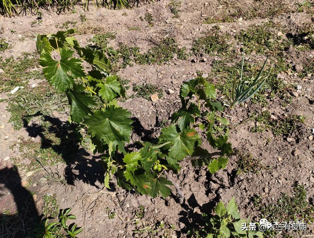 疫情虽然可怕但是我们永不畏惧,疫情依然不容小视