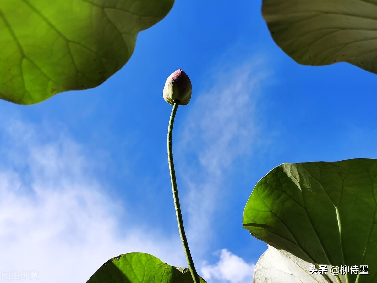 如何拍荷花才不俗,拍摄荷花忌讳