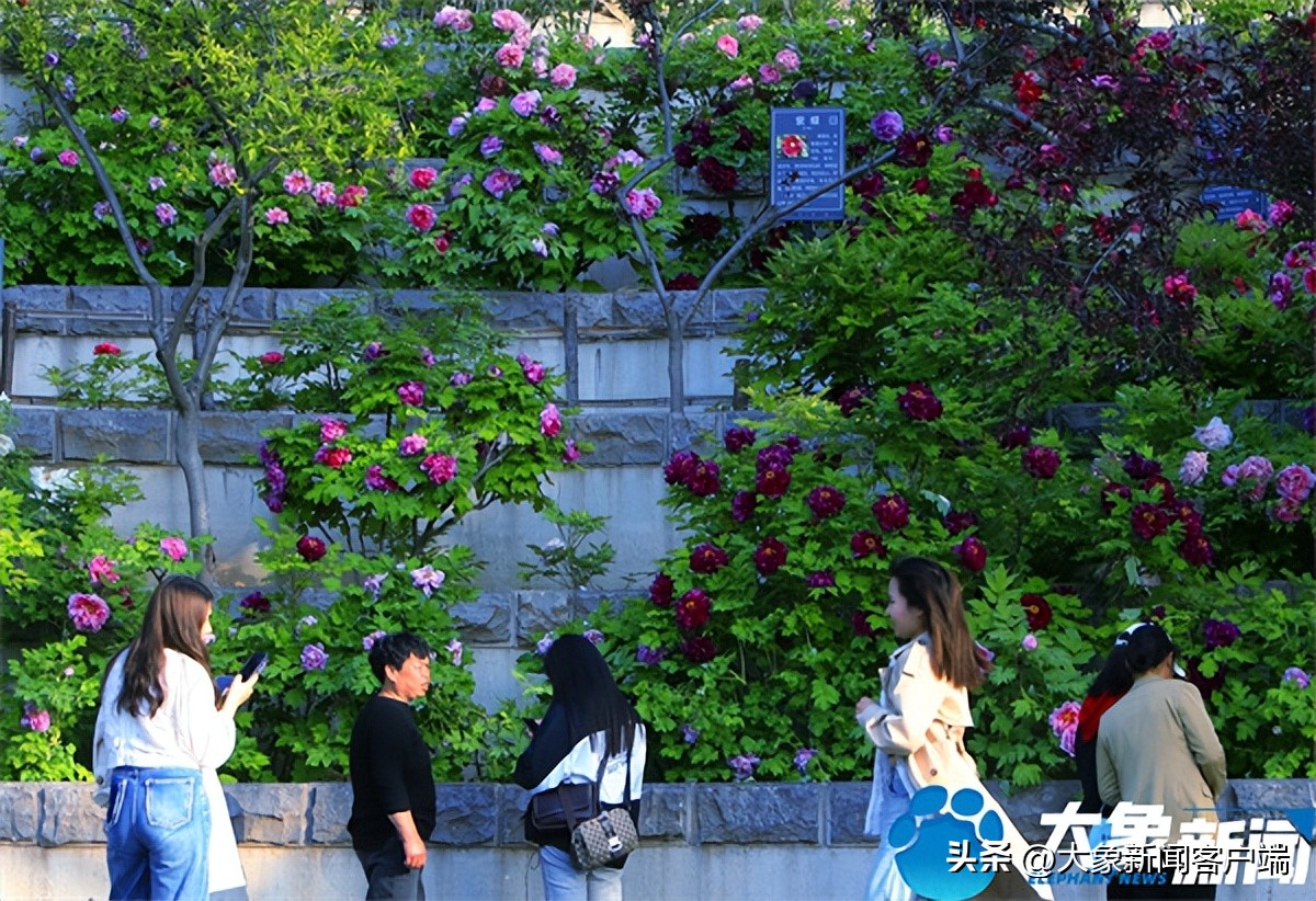 花开时节动京城最美不过洛阳城,花开时节动京城洛阳