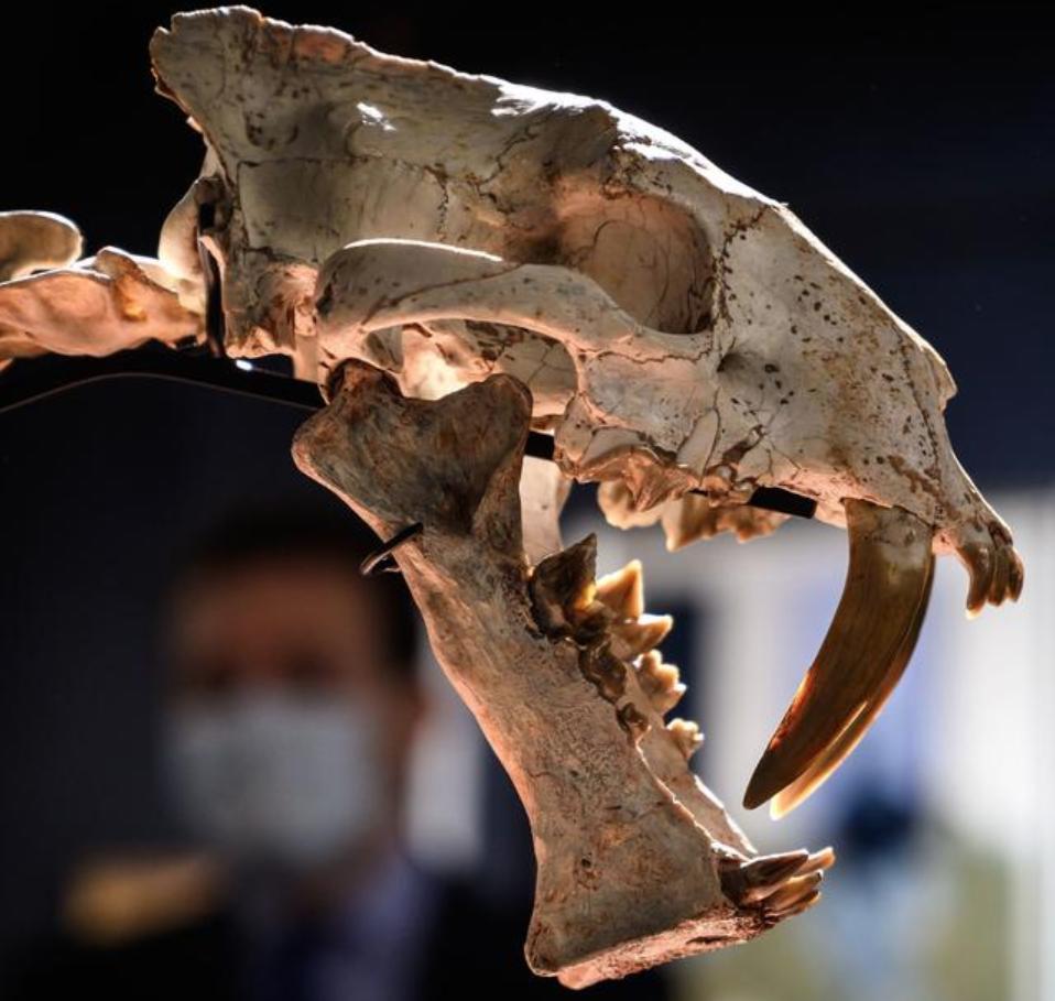 剑齿虎有史以来最强大的猫科动物,猫科中最强的动物