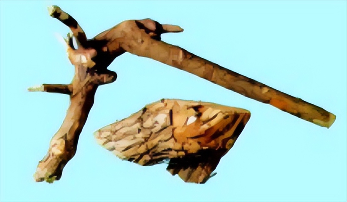 刺五加植物的识别方法,带你识别白薇