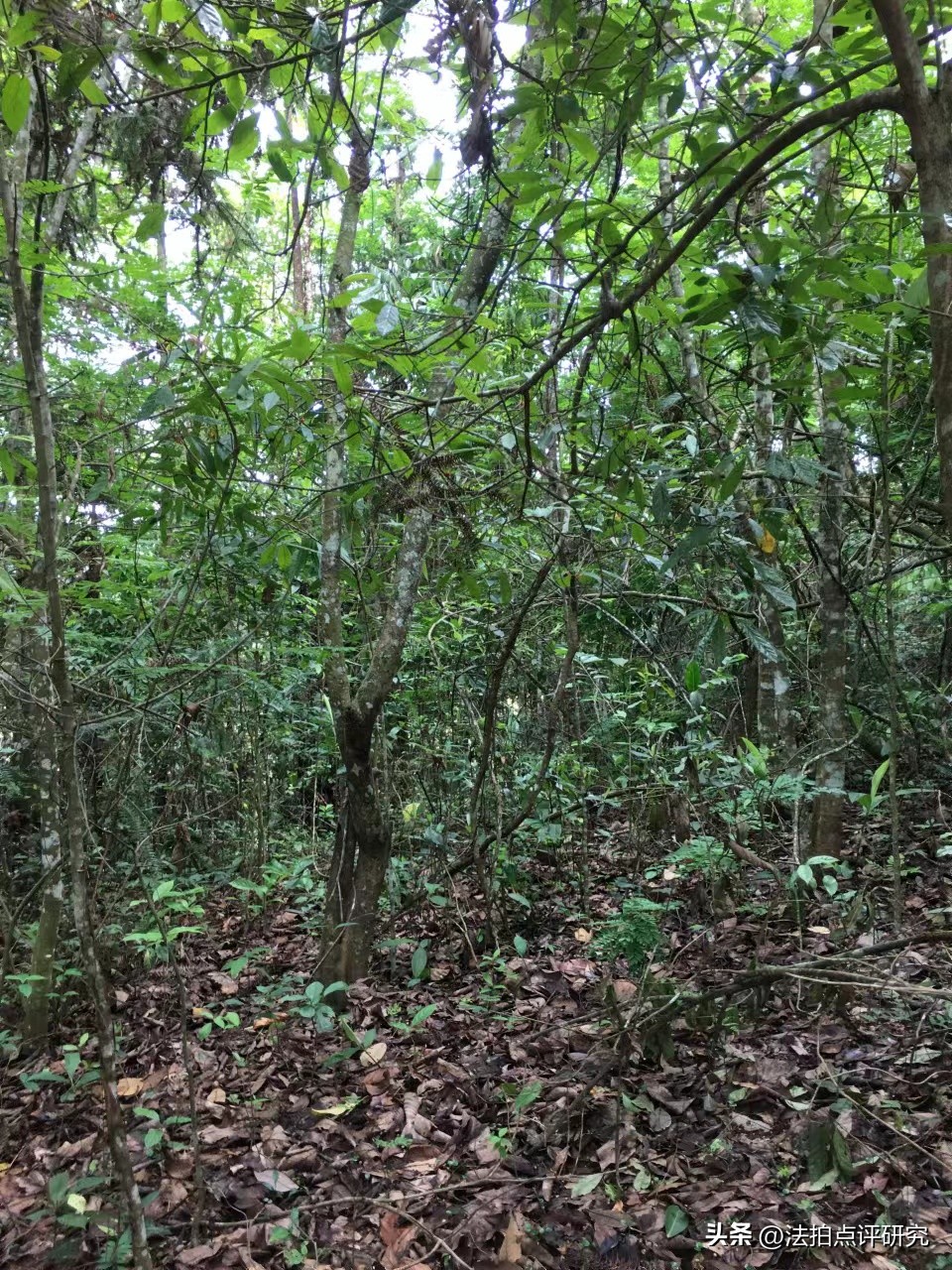 当岛主机会来了！云南德宏水库小岛一元起拍，有产权证，可过户！