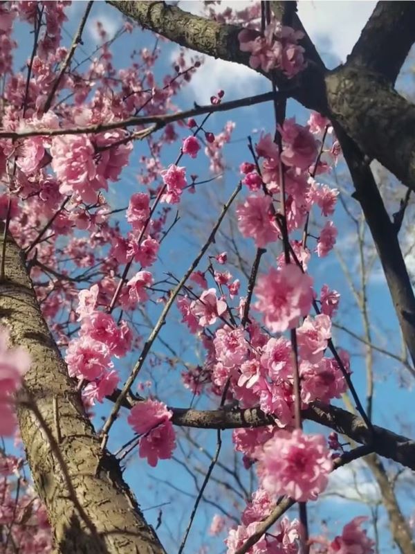 春天昆明赏花有哪些景点,春天来春城昆明7大赏花好去处