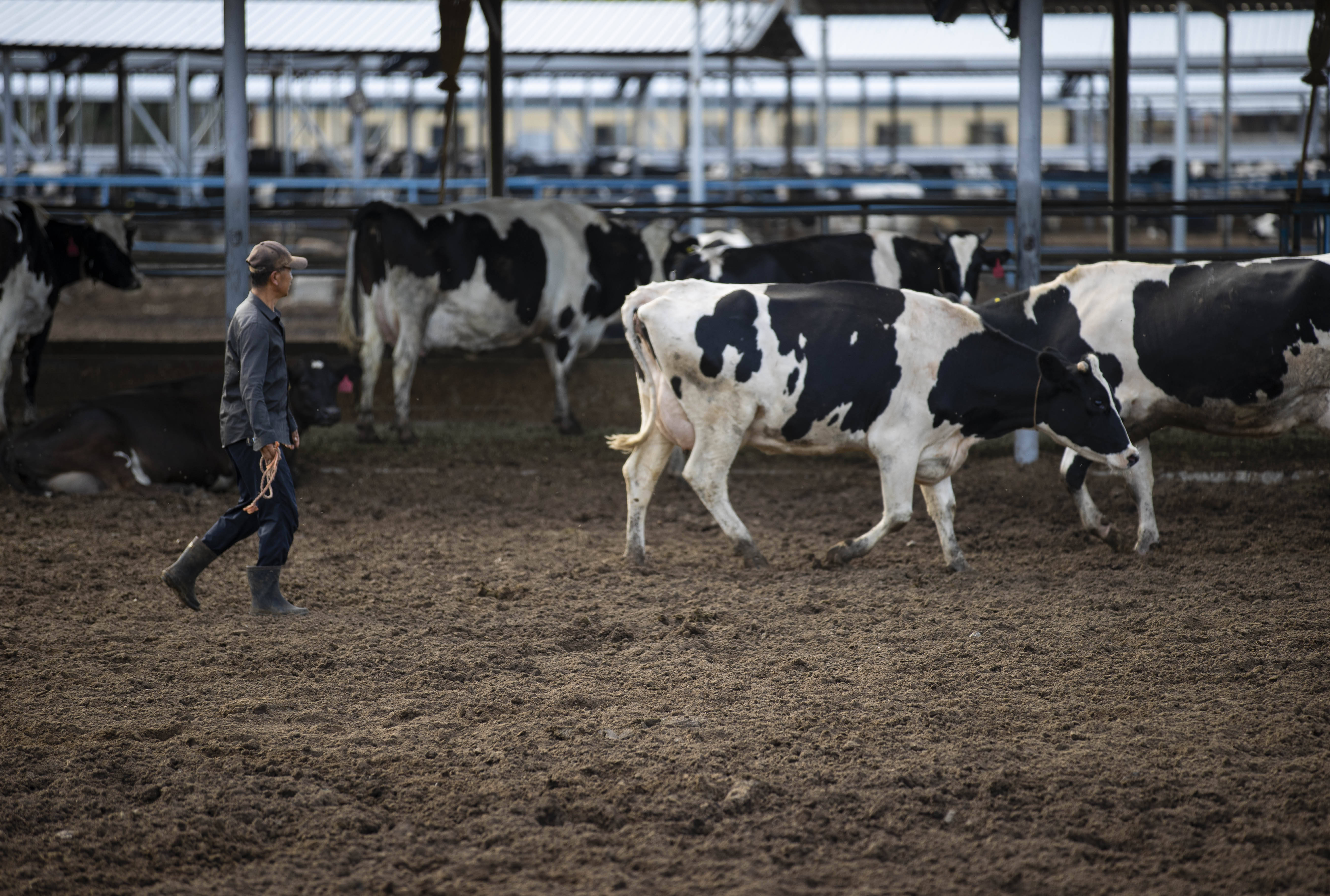奶牛养殖场建设的标准是,奶牛养殖小区管理