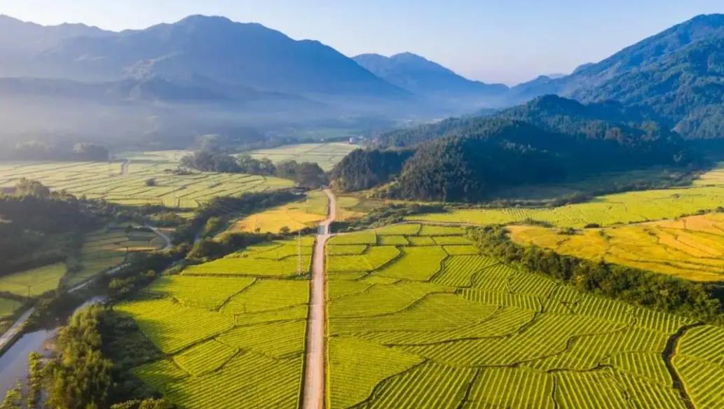 水稻种植大量排放温室气体,水稻释放甲烷