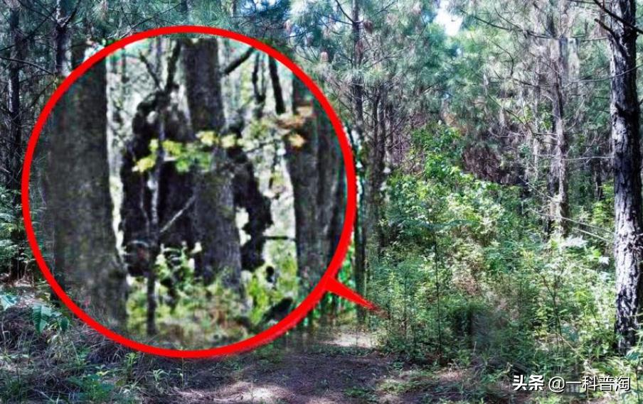 神农架野人真的曝光吗,神农架野人的真实存在吗