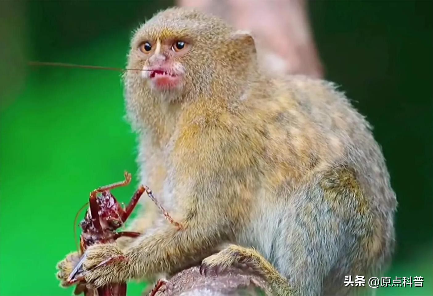 金丝猴是世界上最美猴子吗,世界上最濒危的猴子是什么猴