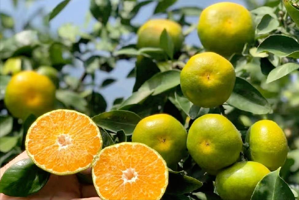 日本柑橘起源,日本柑橘来历