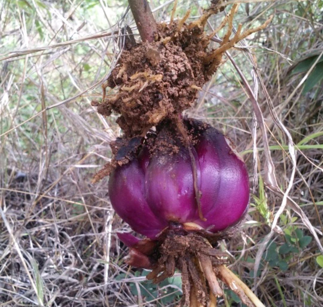 100种野菜大全图解,认识100种野菜视频大全完整版
