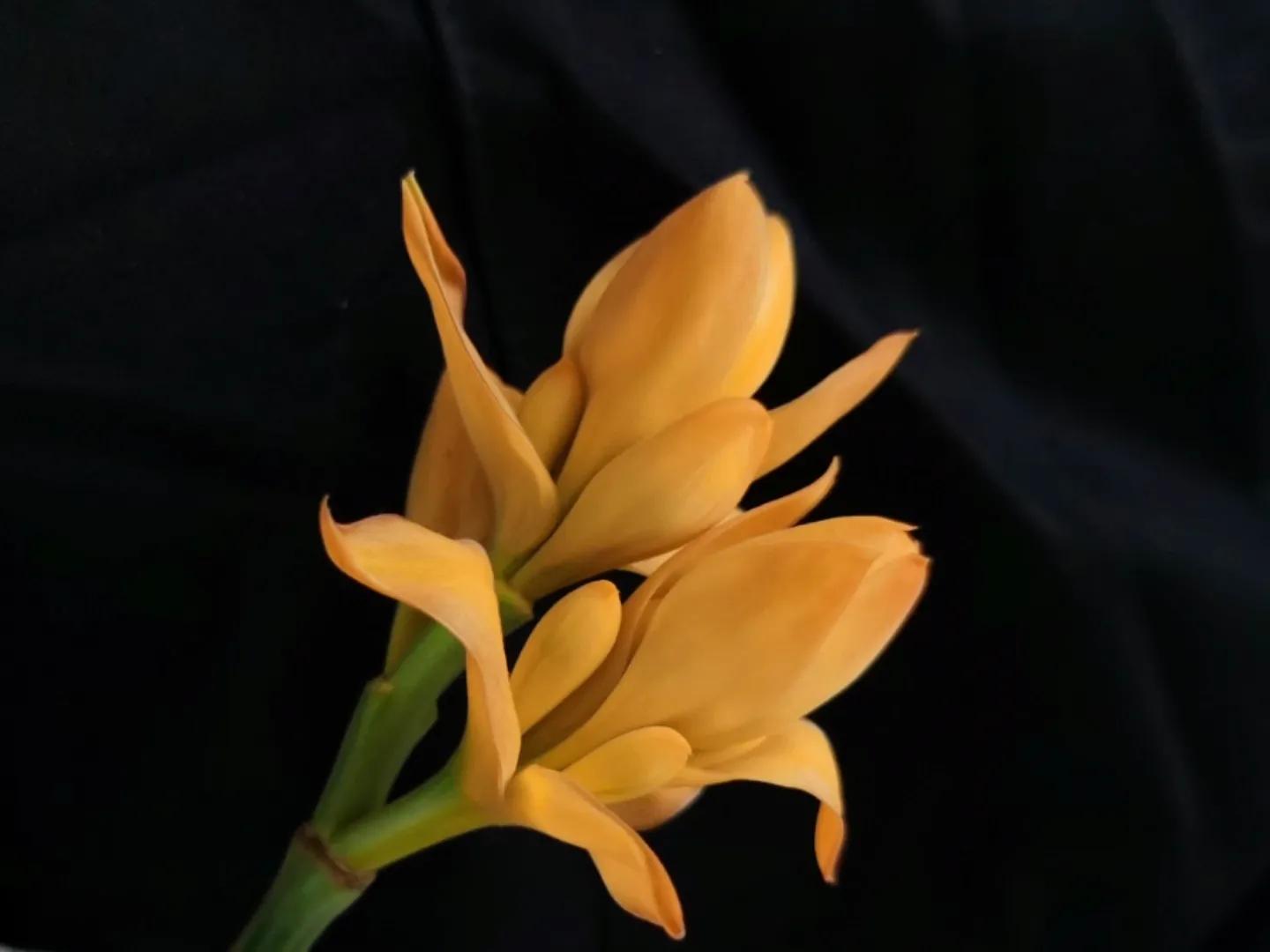 春夏之交，越来越多的花含苞欲放，这一百种娇媚蓓蕾真是美不胜收