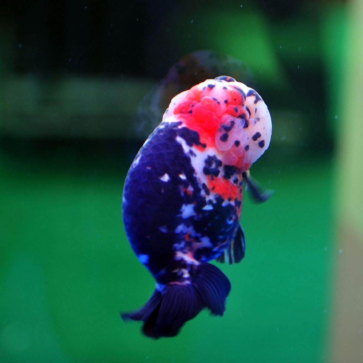 鱼缸大饲养密度小兰寿金鱼能活吗,兰寿金鱼饲养照明灯有必要吗