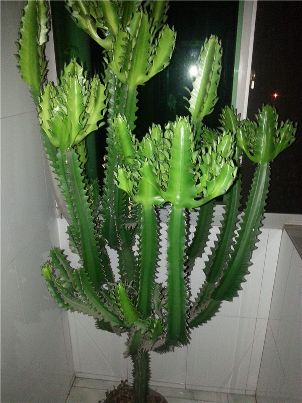 养什么花老桩值钱,这些花养成老桩就值钱了