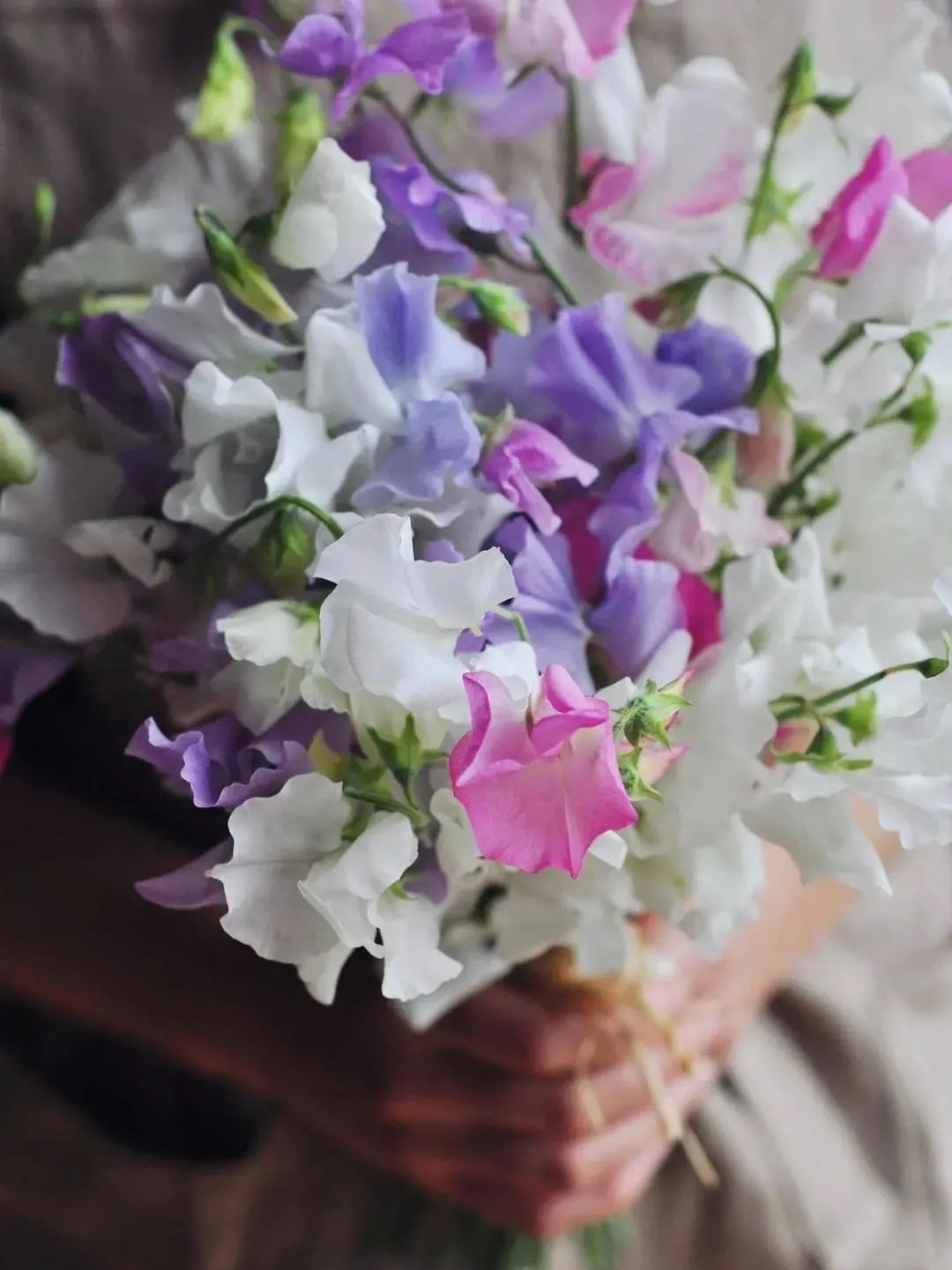 三月花事Vol.2|那些属于女神们的花