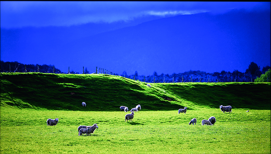 创维守护者65,创维守护者75寸