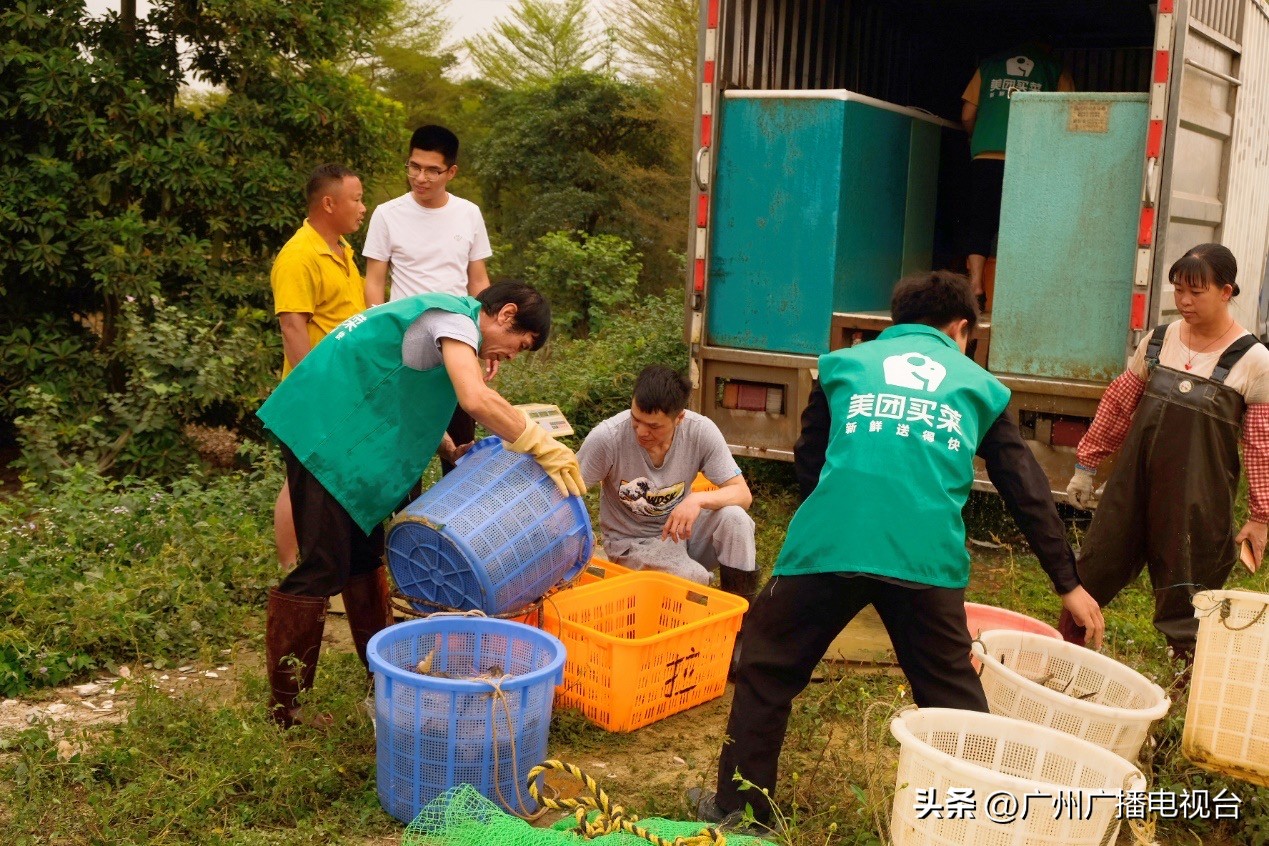 蒜蓉罗氏虾广州,广州特色罗氏虾