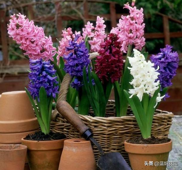 8种一次性花，开完就丢，别浪费感情，看看你养了几种。