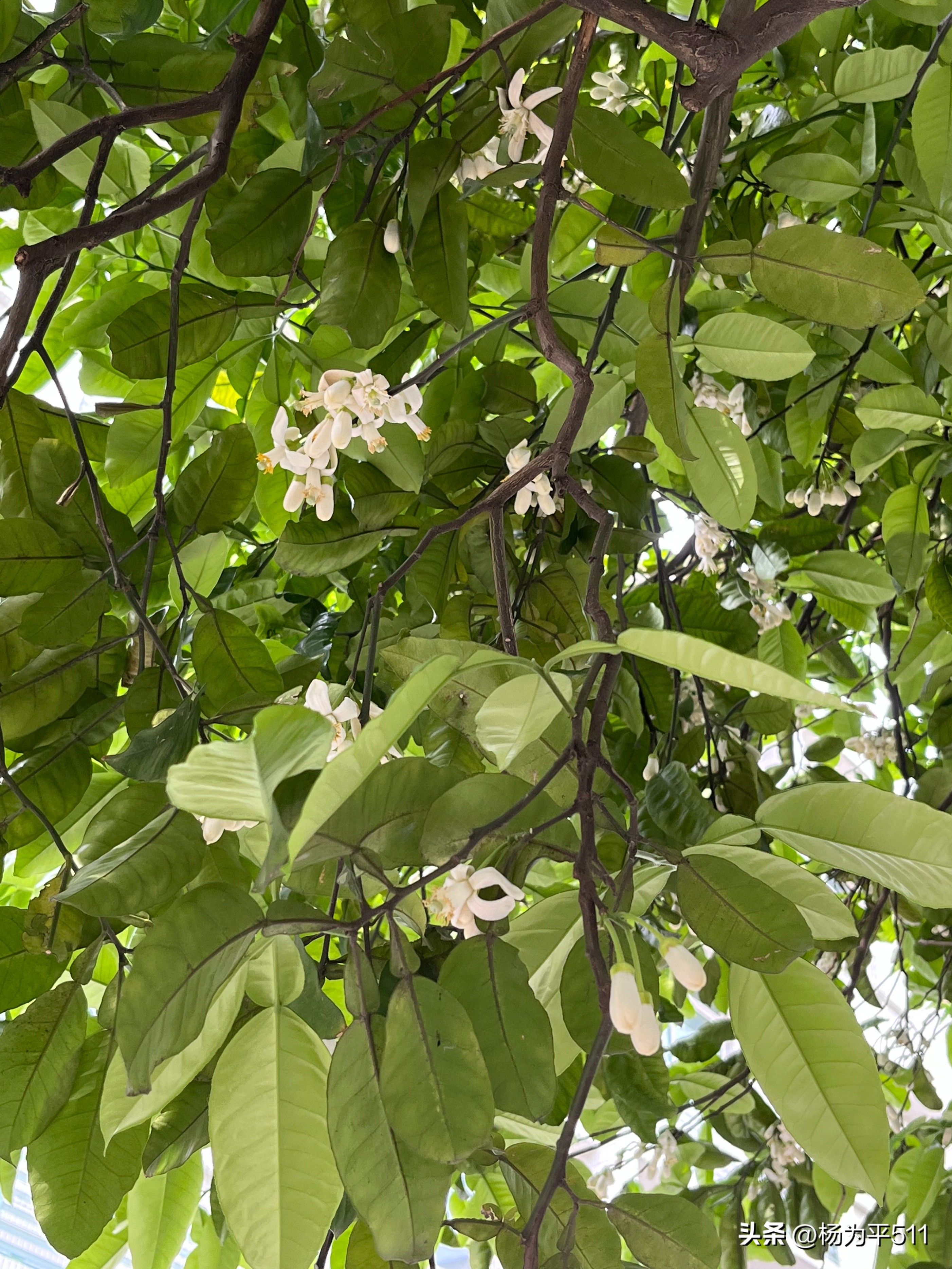 诗意香橼花（并柑橘橙柚花）