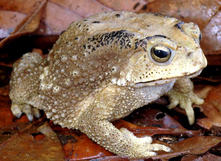 养殖中华大蟾蜍需要什么手续,蟾蜍的人工养殖成功了吗