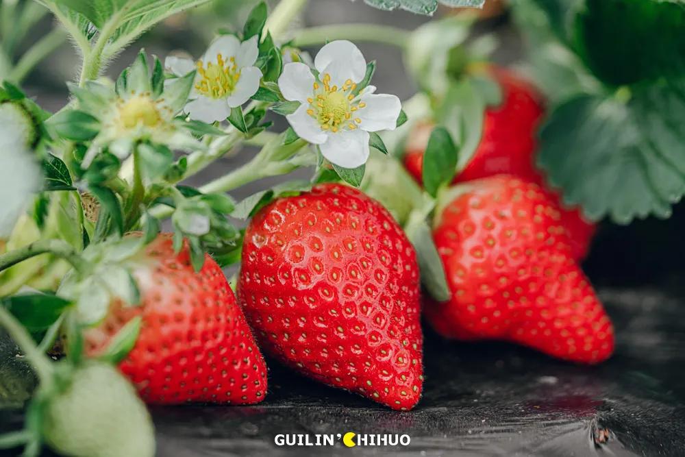 2022桂林周边摘草莓区域,桂林摘草莓的地方