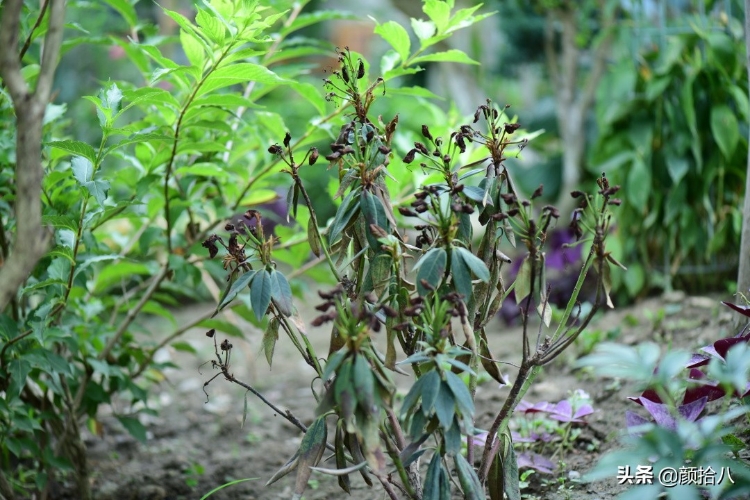 看到你的花园那么惨，我就安心了|园丁