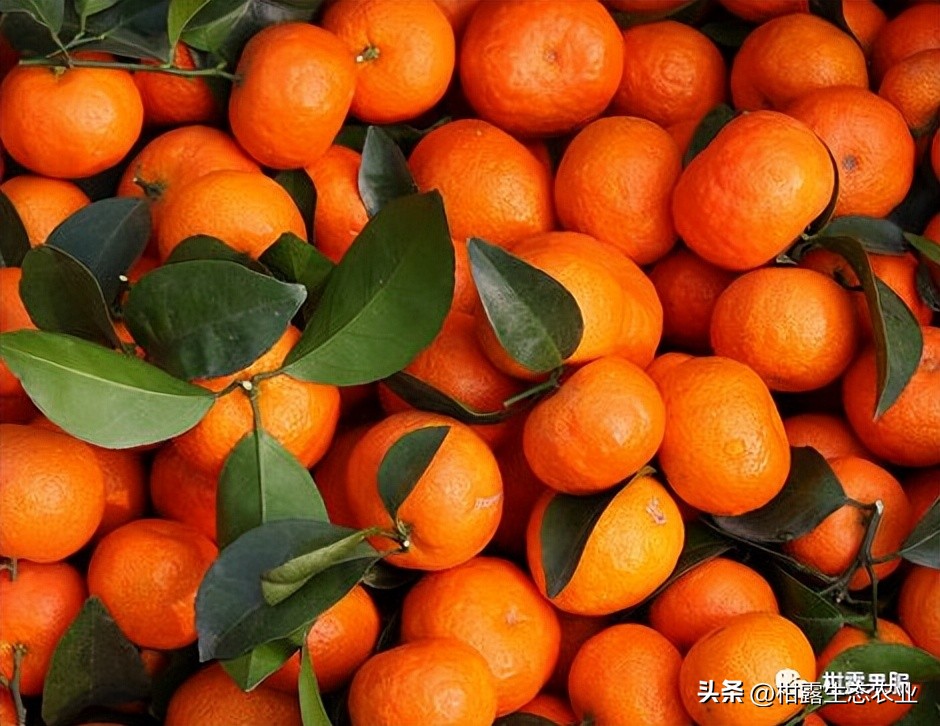 广西中国第一水果产区,广西十大水果产量排名