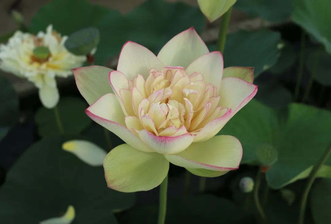 绝美的荷花品种大全图集,超好看荷花品种大型荷花