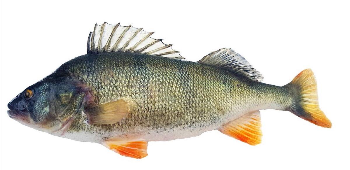 七种不一样的鱼图片,各种鱼的区别方法图解