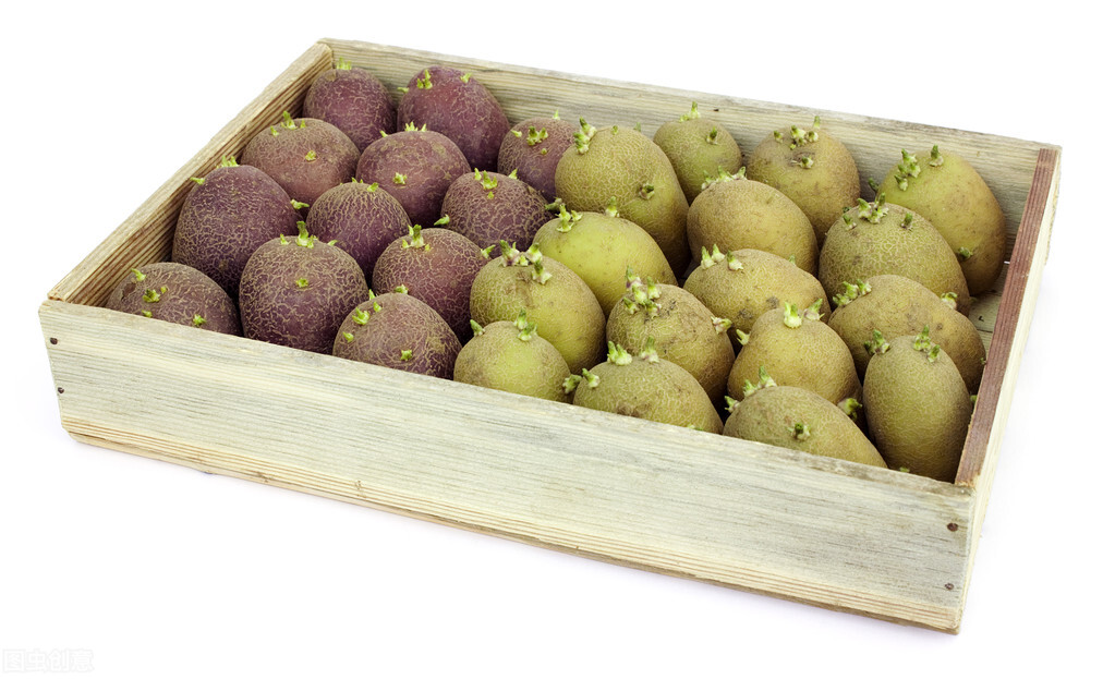 发芽土豆和一般土豆有什么区别,发芽的土豆是土豆有毒还是芽有毒