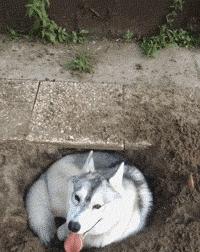 这是我见过最牛的一字马,这是史上最强的一字马无人敢挑战