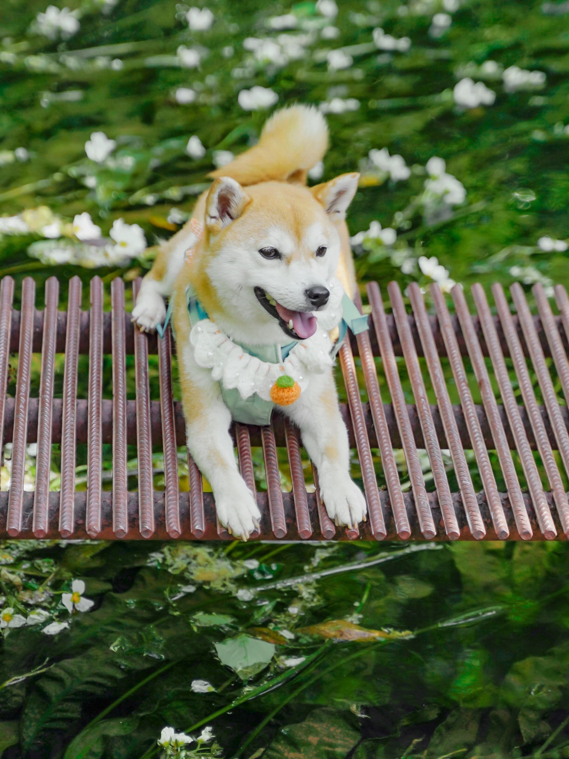 水上莫奈花园,昆明莫奈的花园美爆了