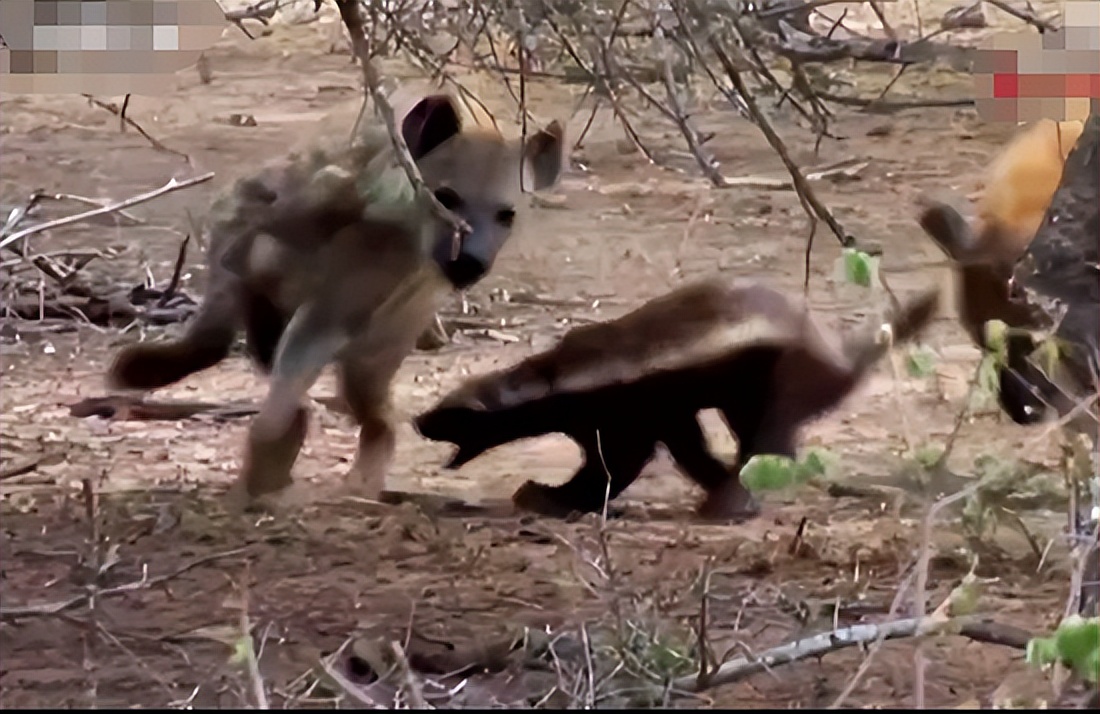 母狮与鬣狗打架真实视频,鬣狗与母狮打架真实视频