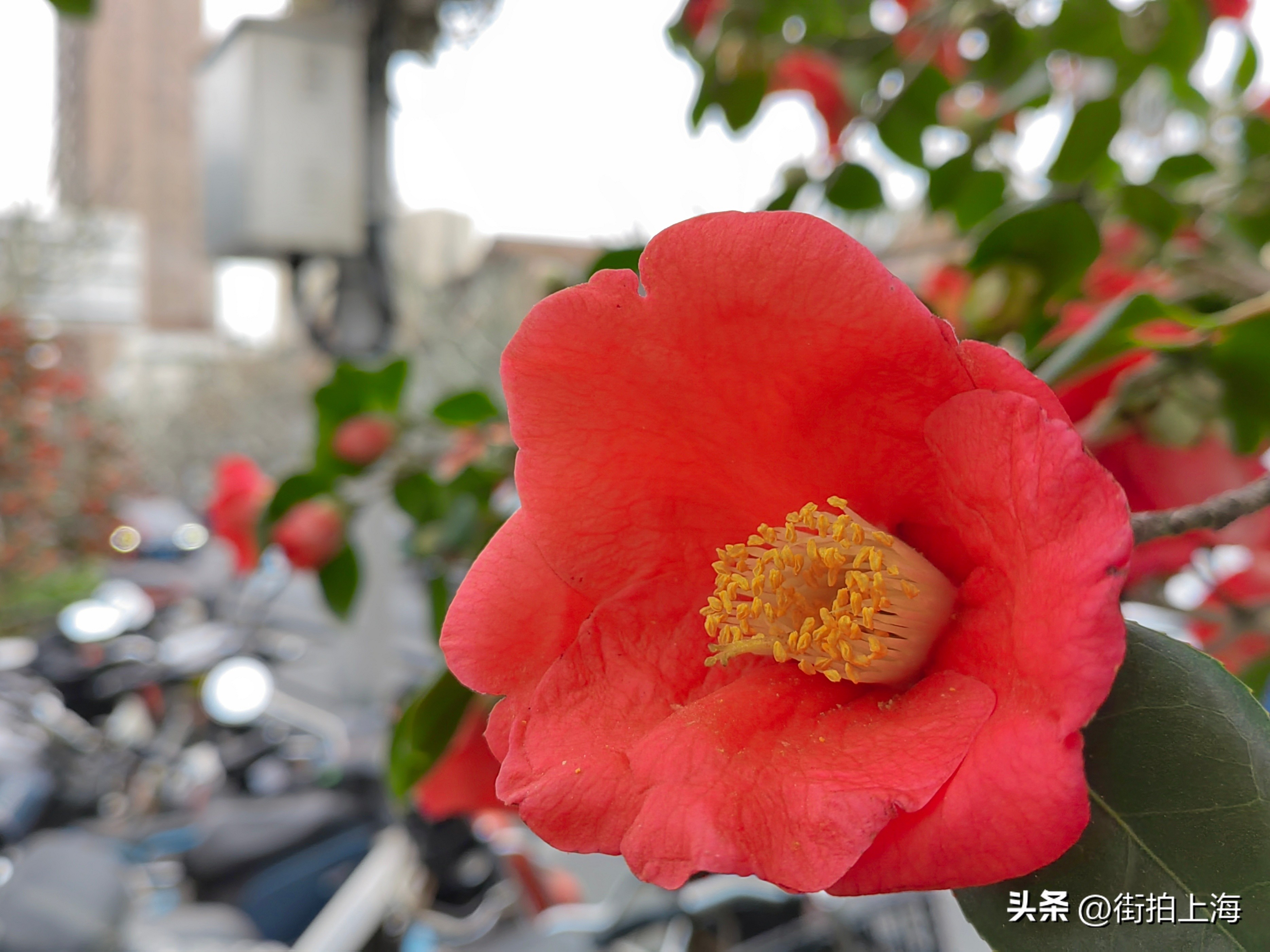 茶花绽放喜迎春,茶花争芳斗艳喜迎春